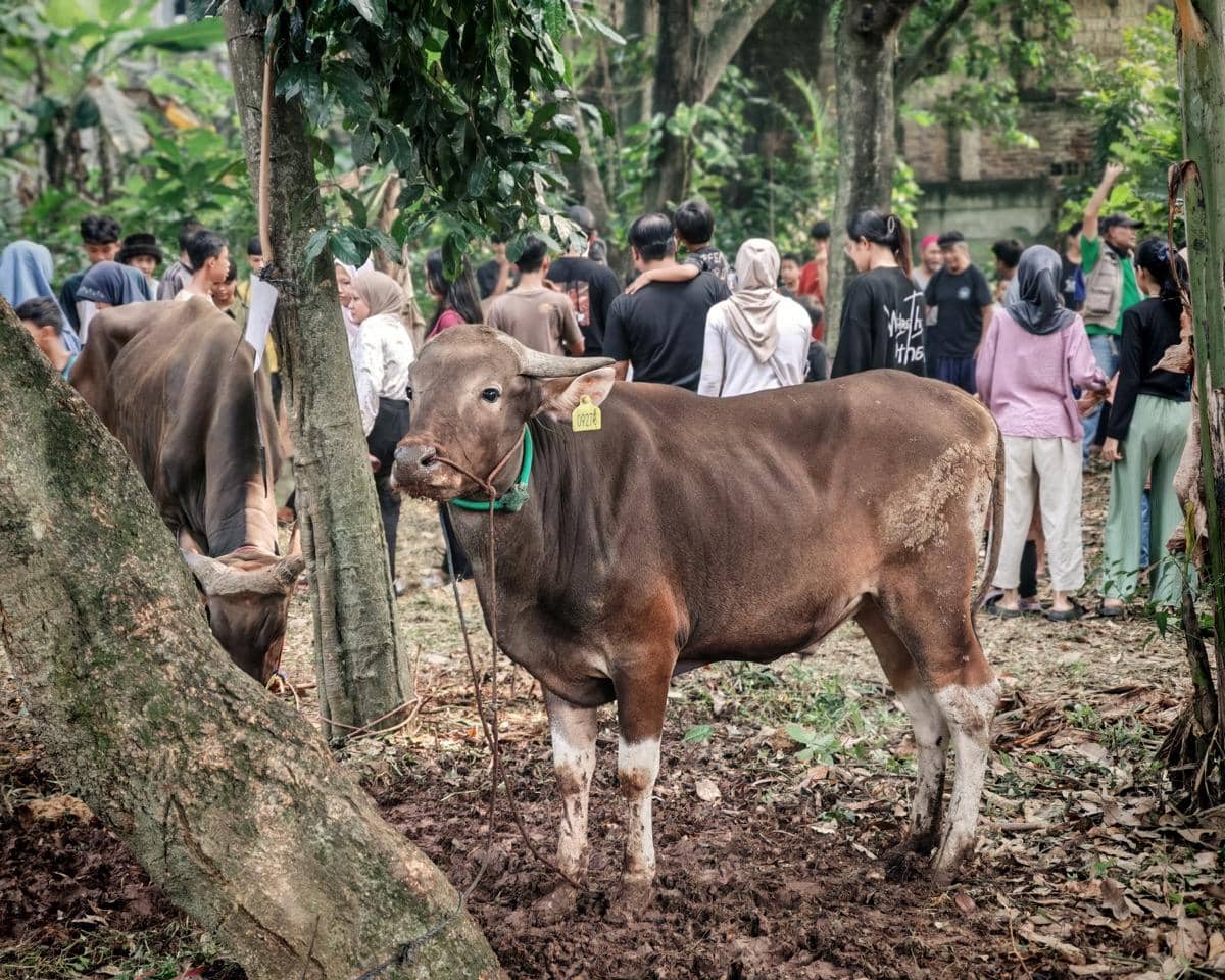 5 Pusat Ternak Terbesar di Jateng, Jujukan Cari Hewan Kurban Iduladha 2026