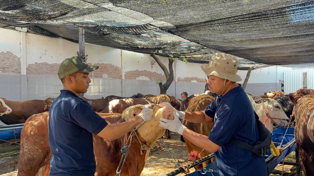 Iduladha, Pemotong Hewan Kurban RPH Surabaya Meningkat dari Tahun Lalu