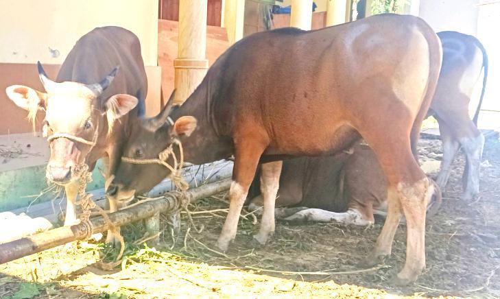 Tanpa Mobil Baru, Wali Kota Kupang Berhasil Salurkan 16 Sapi Kurban