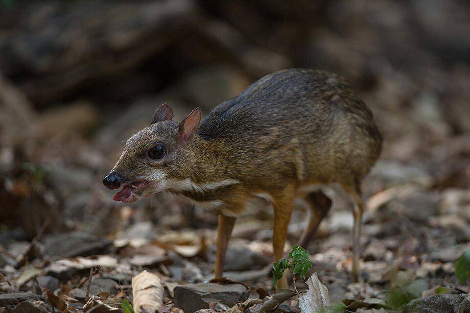 pelanduk kecil kadang berkonflik dengan manusia (commons.wikimedia.org/รัชพงศ์ ดีมาก)