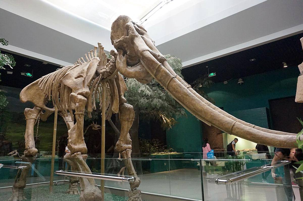 Stegodon, salah satu hewan purba di Indonesia (commons.wikimedia.org/三猎)