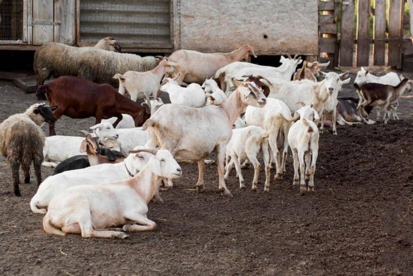 Ilustrasi Peternakan (freepik.com/freepik)