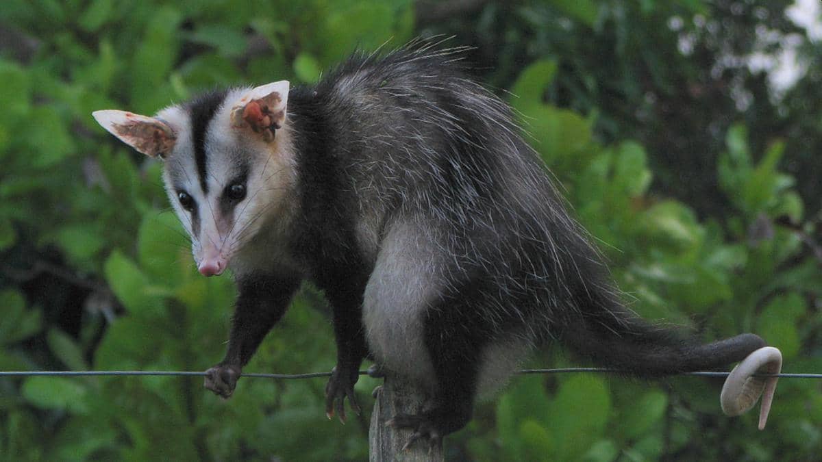 Opossum biasa (commons.wikimedia.org/Alex Popovkin)