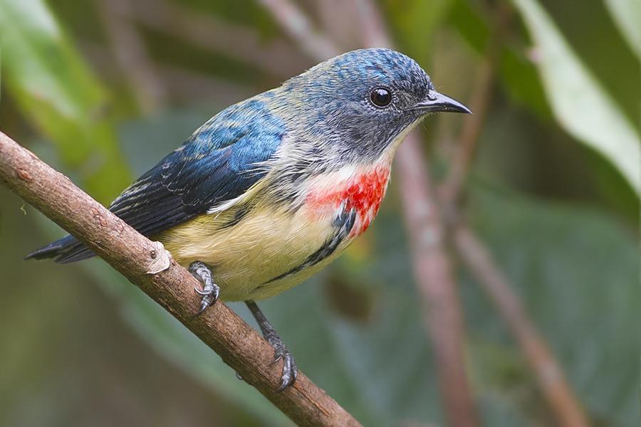 5 Burung Cabai yang Menghuni Dataran Indonesia, Tengok yuk! 