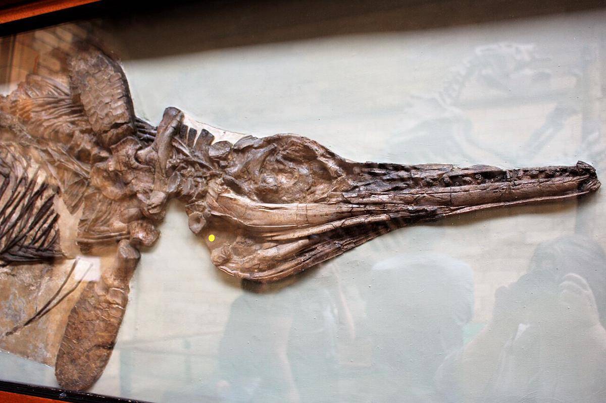 Ichthyosaurus (commons.wikimedia.org/Emőke Dénes)
