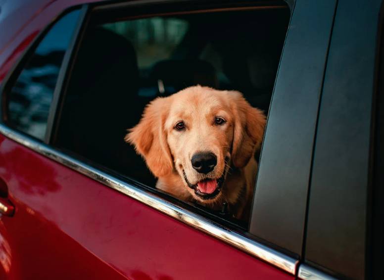 ilustrasi anjing di dalam mobil (pexels.com/Helena Lopes)