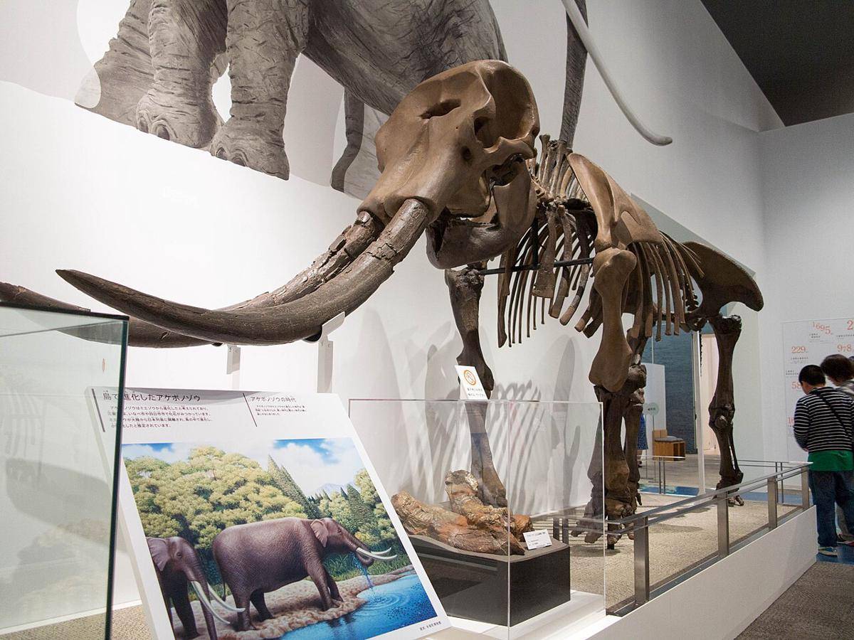 Stegodon (commons.wikimedia.org/Haruhiko Okumura)