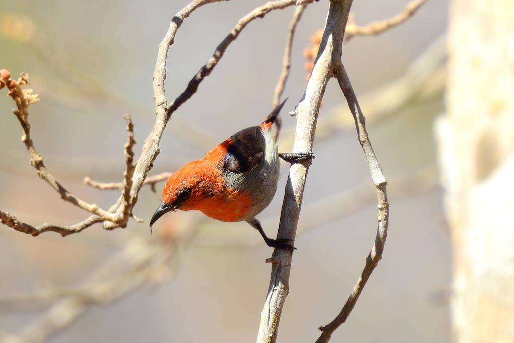 Scarlet-headed Flowerpecker (inaturalist.org)