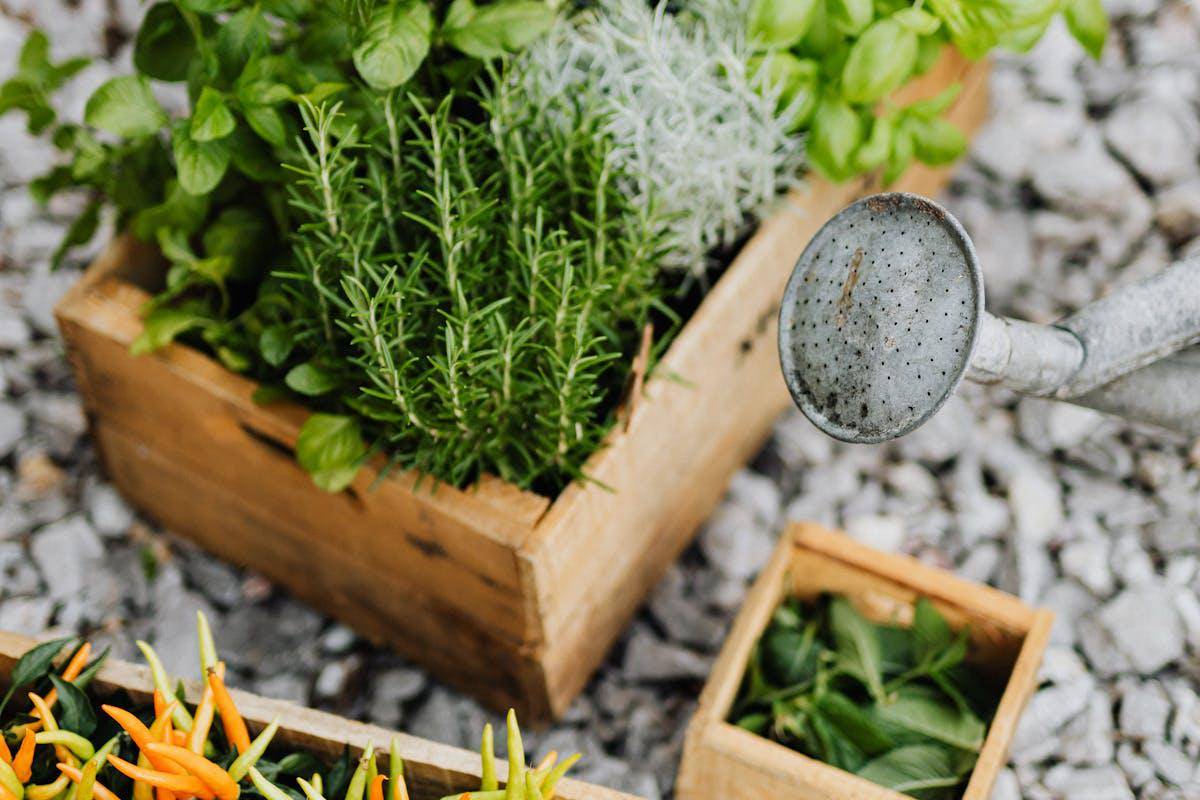 ilustrasi planter box berisi tanaman herbal bisa menambah estetika outdoor kitchen (pexels.com/Photo By: Kaboompics.com)
