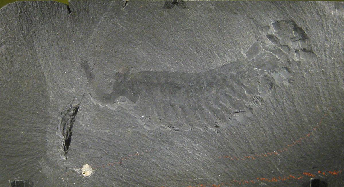 Opabinia_smithsonian.jpeg