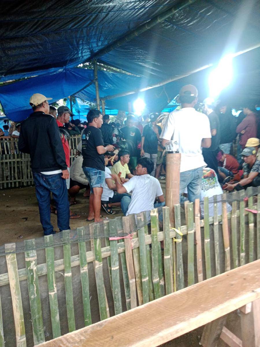 Judi Sabung Ayam dan Dadu di Gowa Kian Meresahkan, Berulang Kali Digerebek tapi Tetap Beroperasi