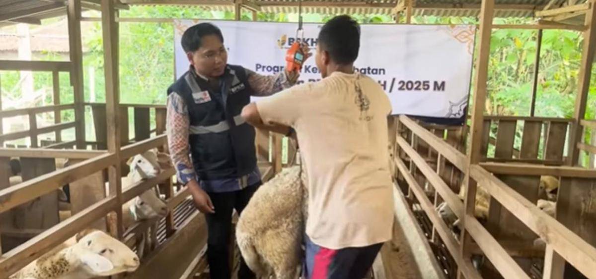 Sapi kurban BPKH
