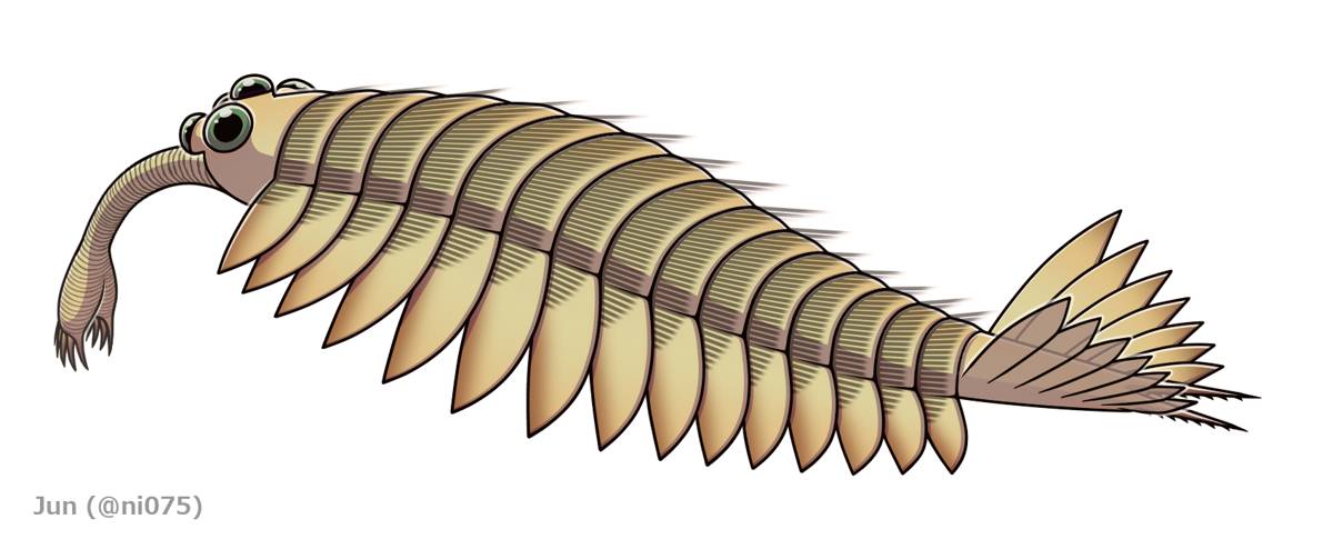 20220212_Utaurora_comosa.png