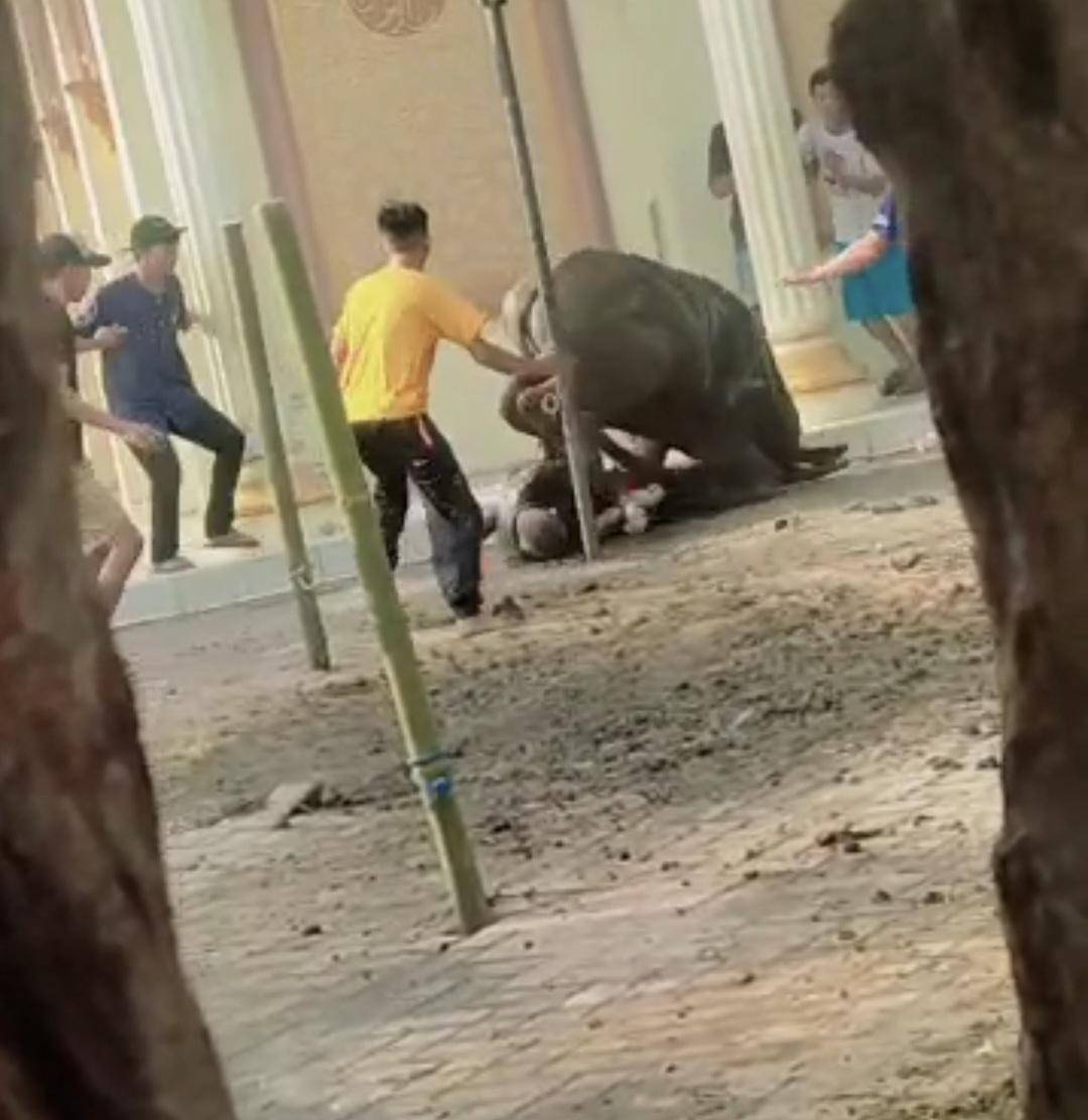 Kerbau Kurban Ngamuk di Serang, Seruduk Warga Hingga Tak Sadarkan Diri
