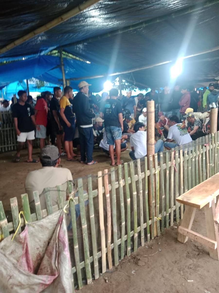 Judi sabung ayam di Gowa/Istimewa