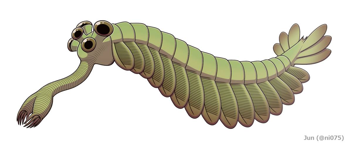 20191108_Opabinia_regalis.png