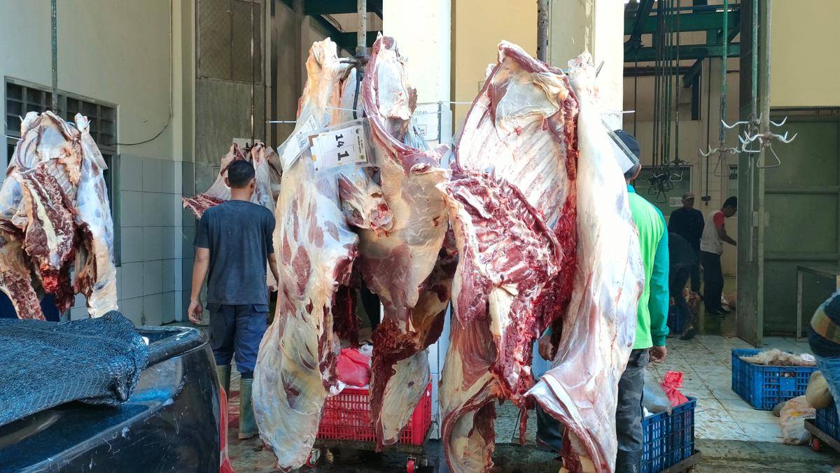Daging kurban sapi.jpg