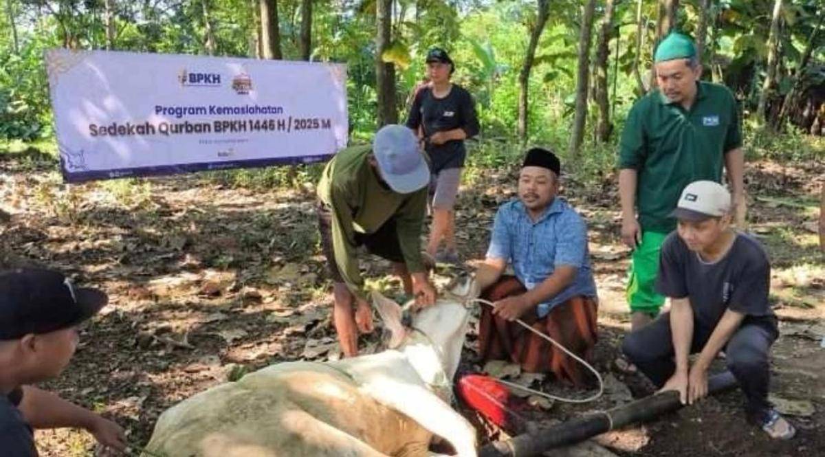 Sapi kurban BPKH