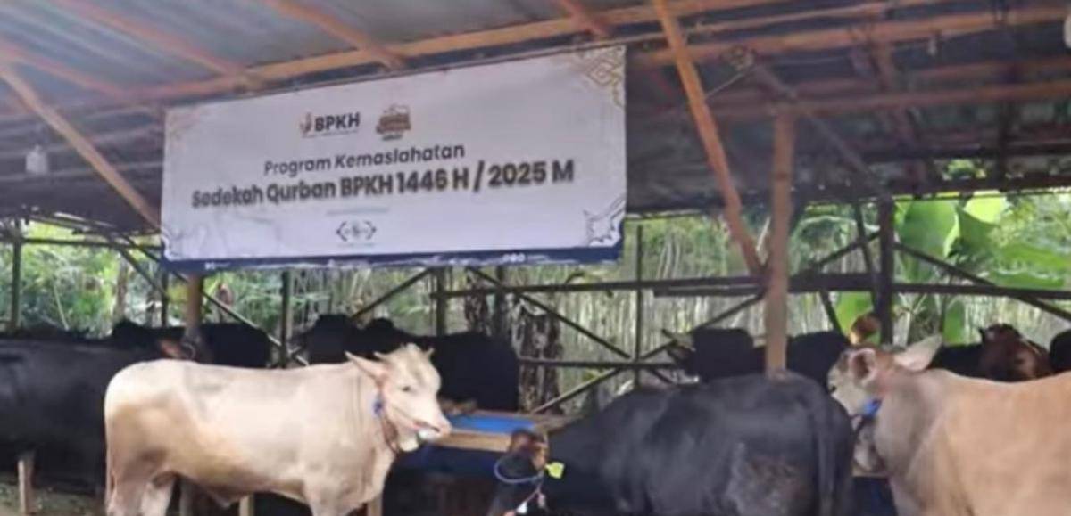 BPKH Salurkan 200 Sapi dan 320 Domba Kurban untuk Wilayah 3T