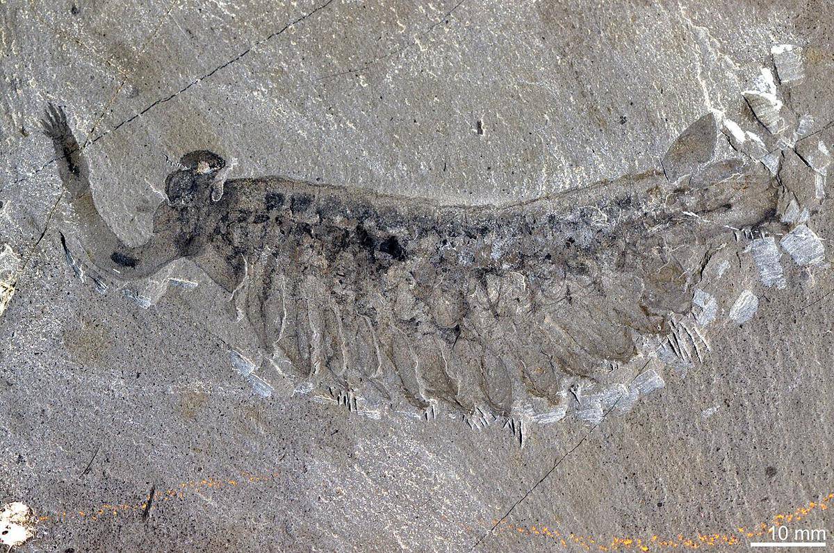USNM_PAL_57683_Opabinia_regalis_Image_3.jpg