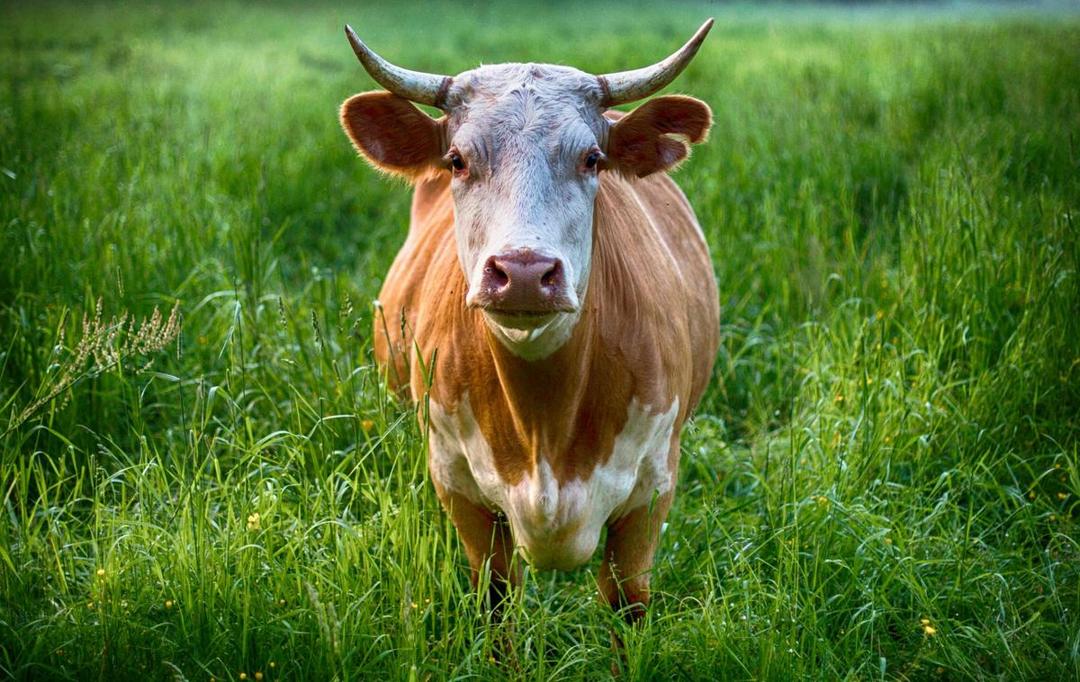 4 Fakta Ilmiah Mengenai Tanduk Sapi, Tidak Kosongan!