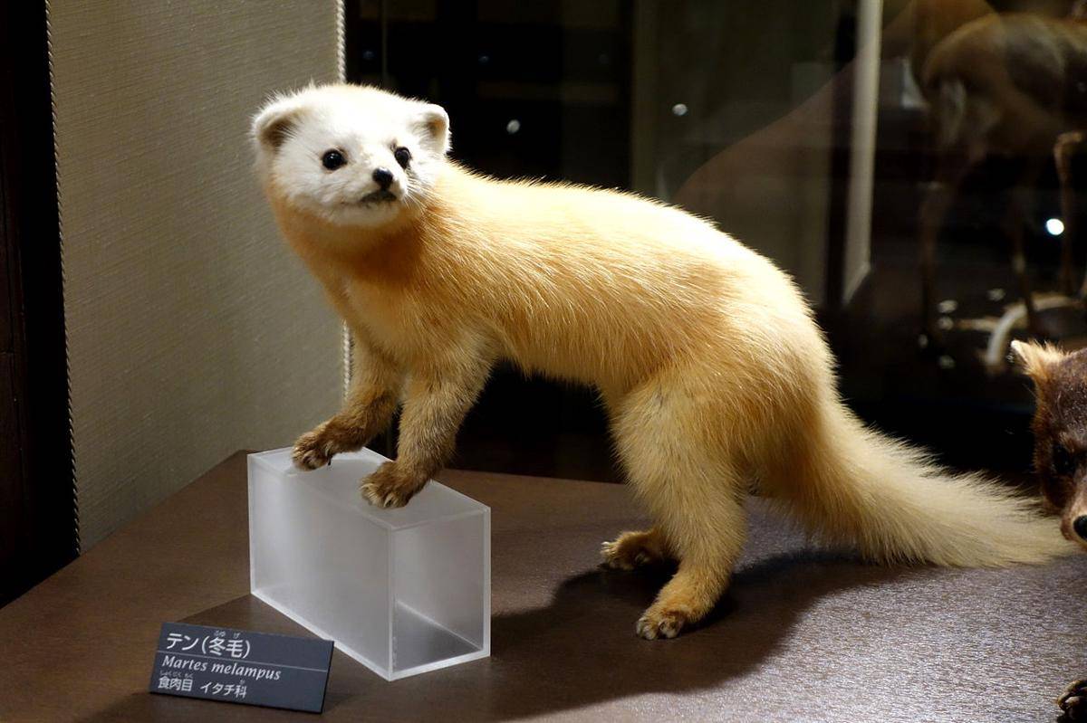 Japanese marten
