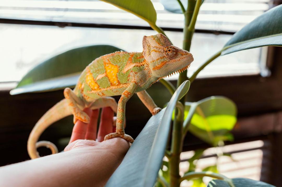 5 Perlengkapan Wajib Merawat Reptil di Rumah untuk Pemula
