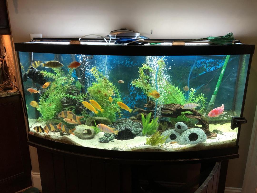 5 Makanan Organik yang Bisa Bikin Ikan Hias Jadi Lebih Aktif