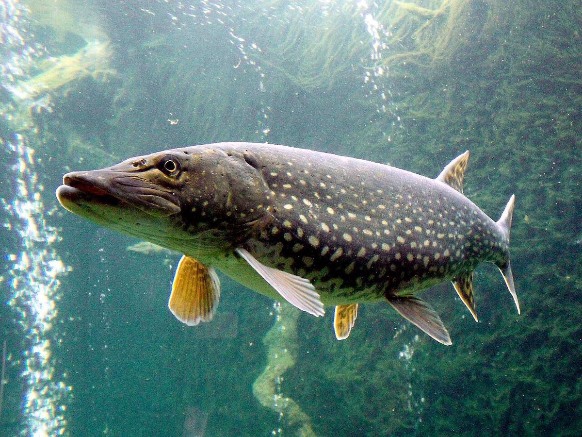 Ikan tombak utara