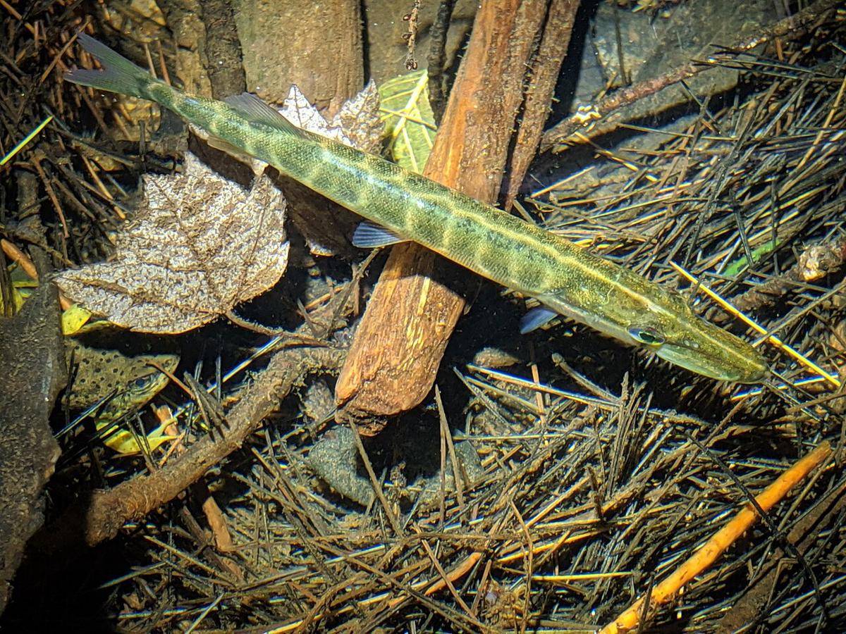 Chain pickerel 