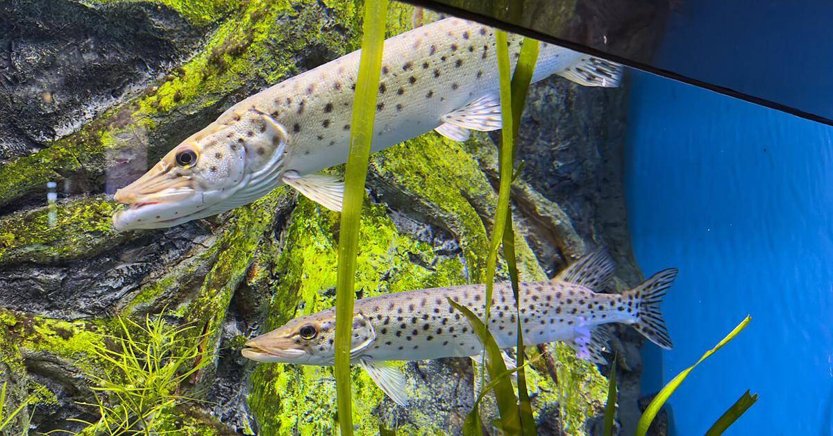 Ikan pike amur