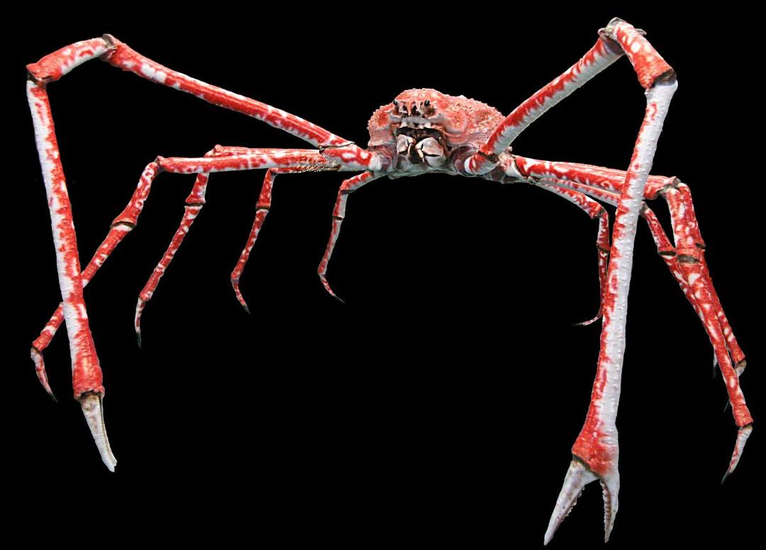 5 Fakta Menarik Japanese Spider Crab, Kepiting Raksasa yang Berumur Panjang