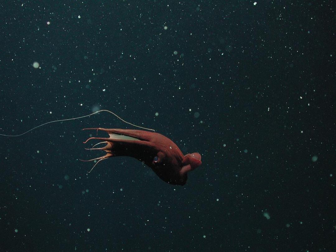 Eksplorasi Laut Dalam di 35 Titik untuk Konservasi Perairan Indonesia