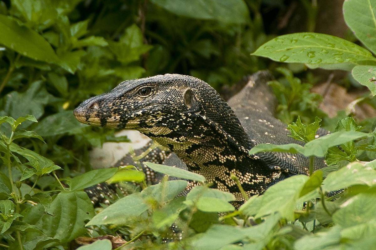 Biawak