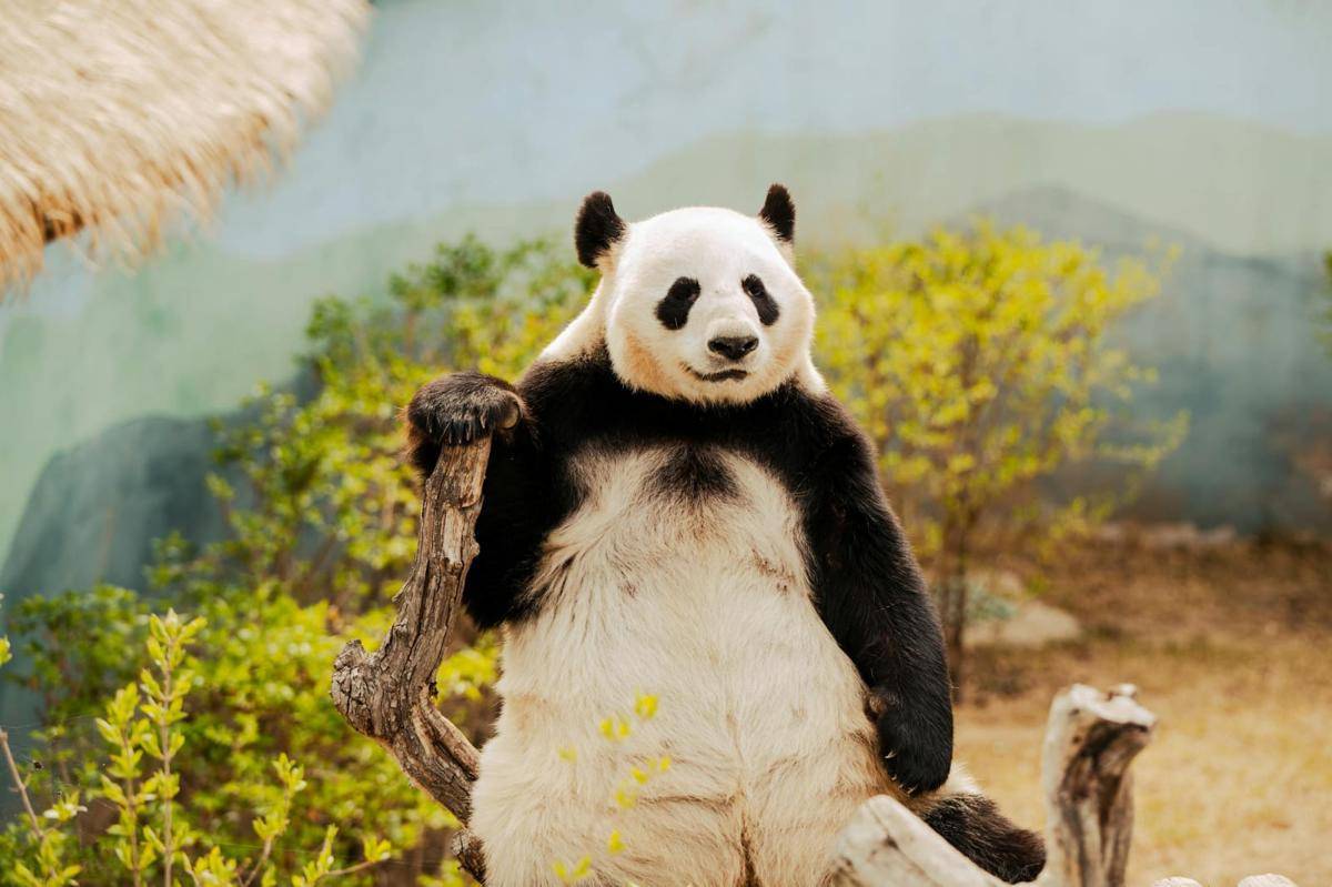 ilustrasi panda (pexels.com/Suki Lee)