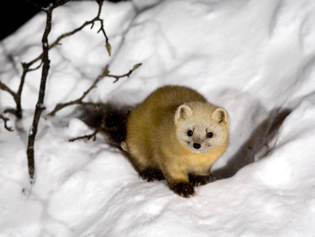Japanese marten