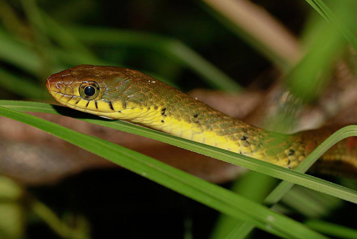 Ular air, salah satu hama ikan