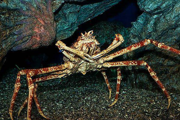 Japanese spider crab biasa ditemukan di laut dalam (aquariumofpacific.org)