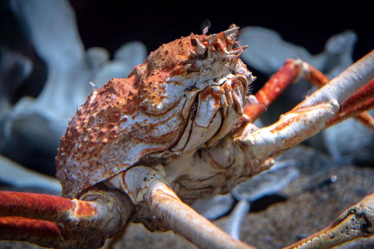 Japanese spider crab memiliki usia yang panjang (montereybayaquarium.org)