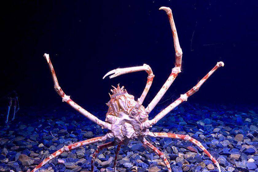 Kaki Japanese spider crab bisa mencapai 3,7 meter! (en.japantravel.com)