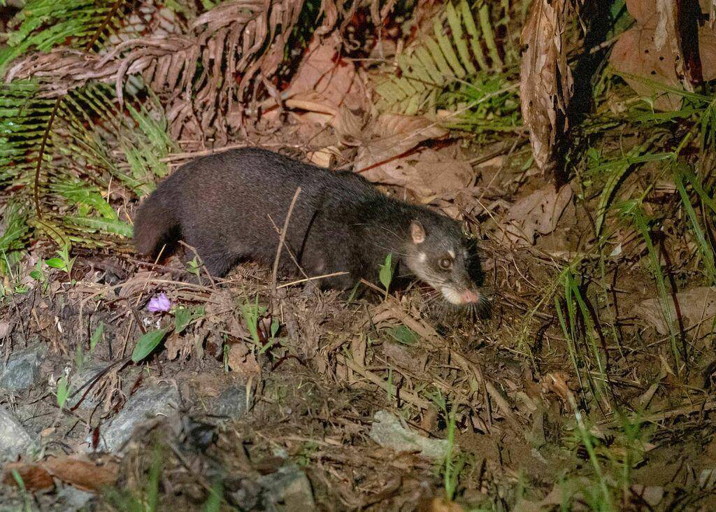 Musang air