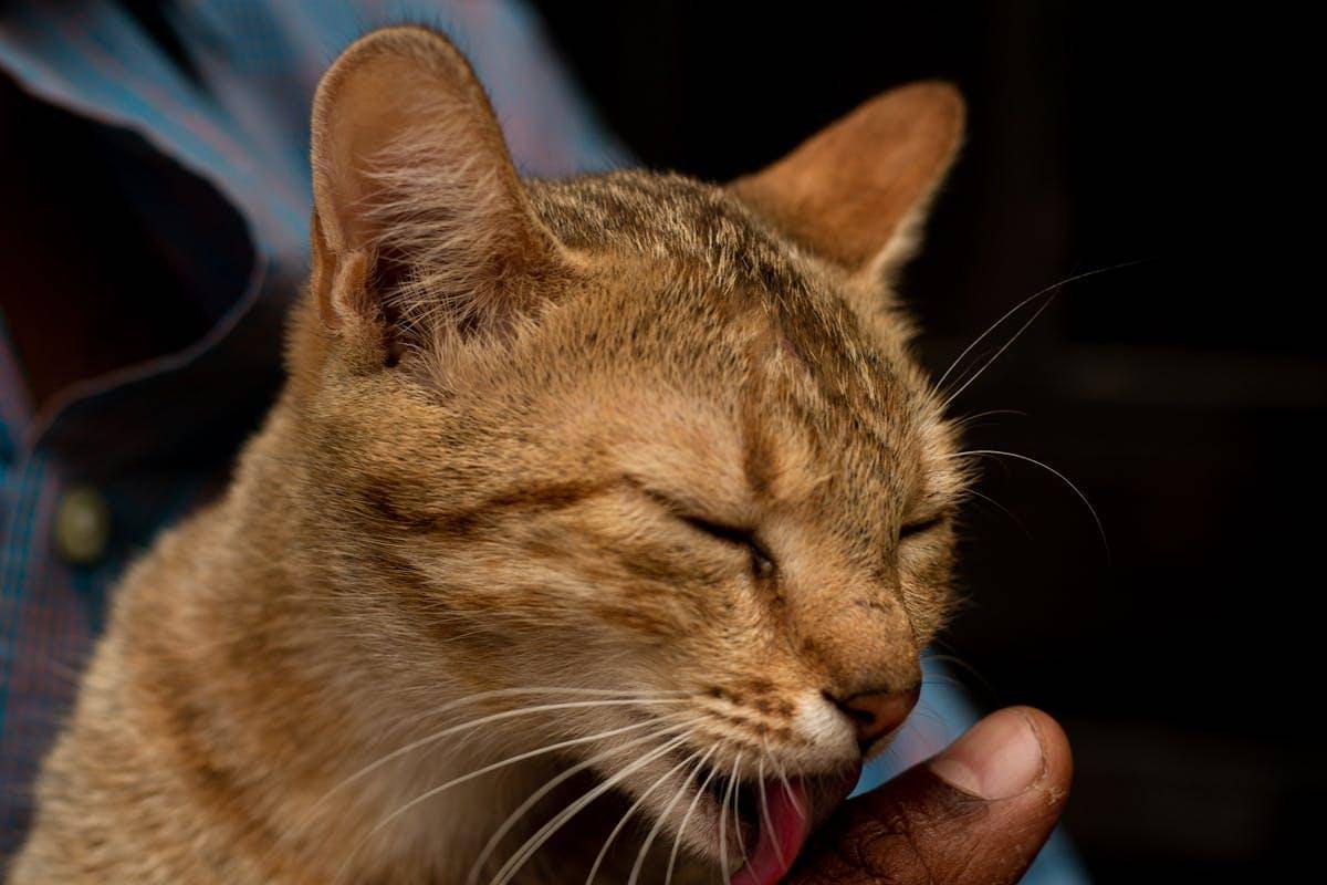 ilustrasi kucing menjilat tangan manusia (pexels.com/Awobo Oluwapelumi)