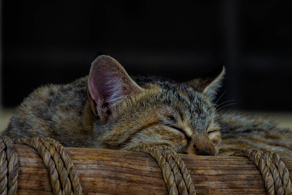 ilustrasi kucing sedang stres (pexels.com/Hamza Khan)