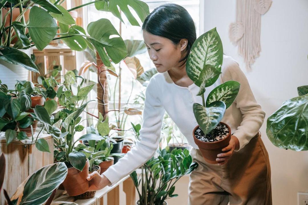 5 Tips Menyusun Tanaman Sesuai Kebutuhan, Biar Perawatan Gak Bikin Pusing