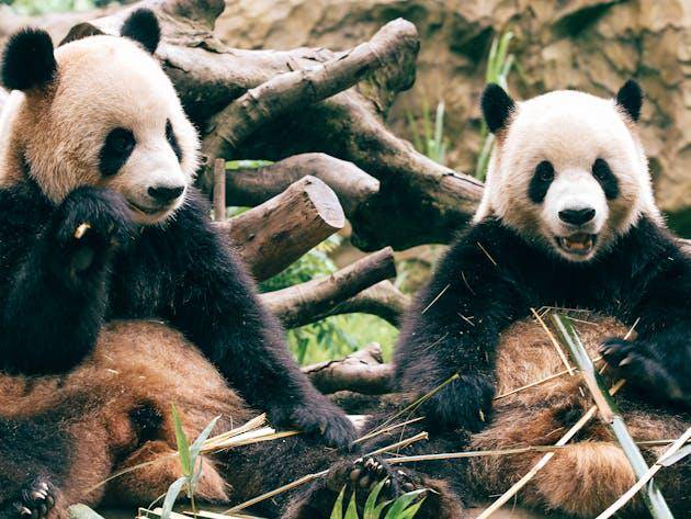 ilustrasi panda (pexels.com/Mehmet Turgut Kirkgoz)