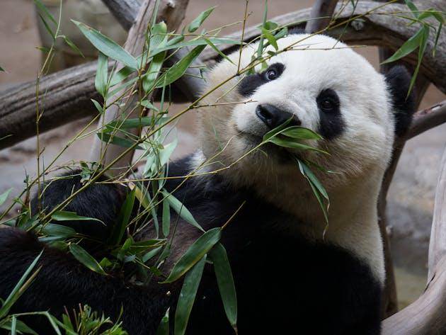 ilustrasi panda (pexels.com/Cesar Aguilar)