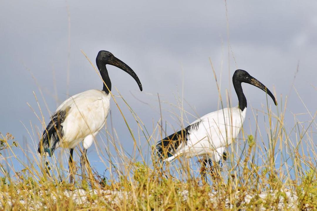 6 Spesies Burung Ibis Langka di Dunia, di Antaranya Asli Asia Tenggara