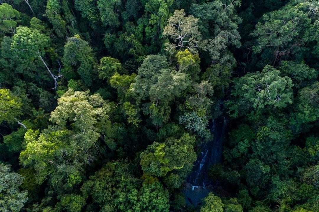Mengapa RUU Kehutanan Bisa Jadi Titik Balik Masa Depan Hutan Indonesia?