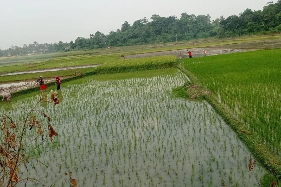 Kekeringan Mulai Mengancam, Petani Lebak Pakai Pompa Air 