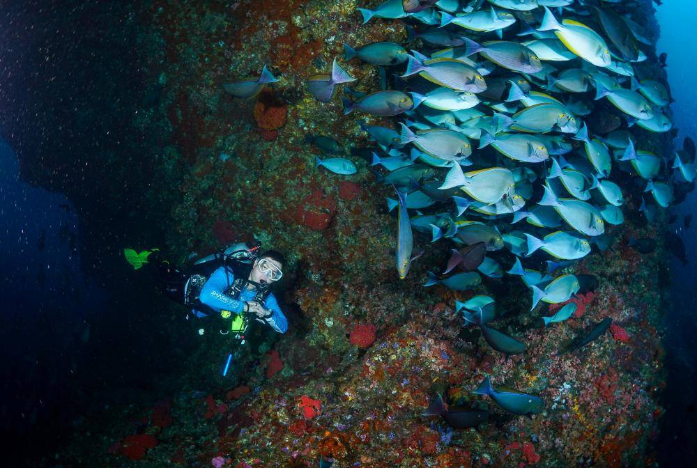 Ilustrasi diving di Raja Ampat (pexels.com/adiprayogo liemena)